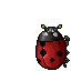 Ladybug